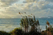 3D Sky Cloud Sea Reed Grass Wall Mural Wallpaper LQH 274- Jess Art Decoration