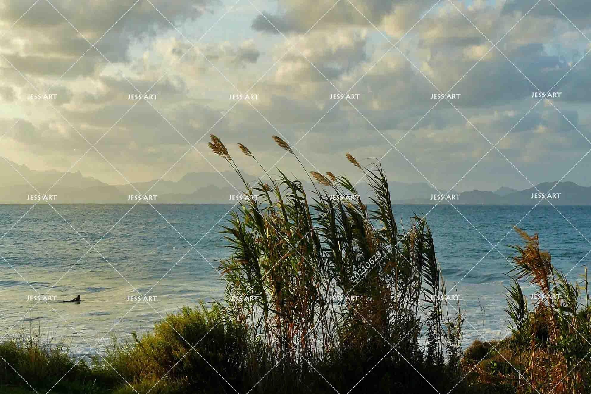 3D Sky Cloud Sea Reed Grass Wall Mural Wallpaper LQH 274- Jess Art Decoration