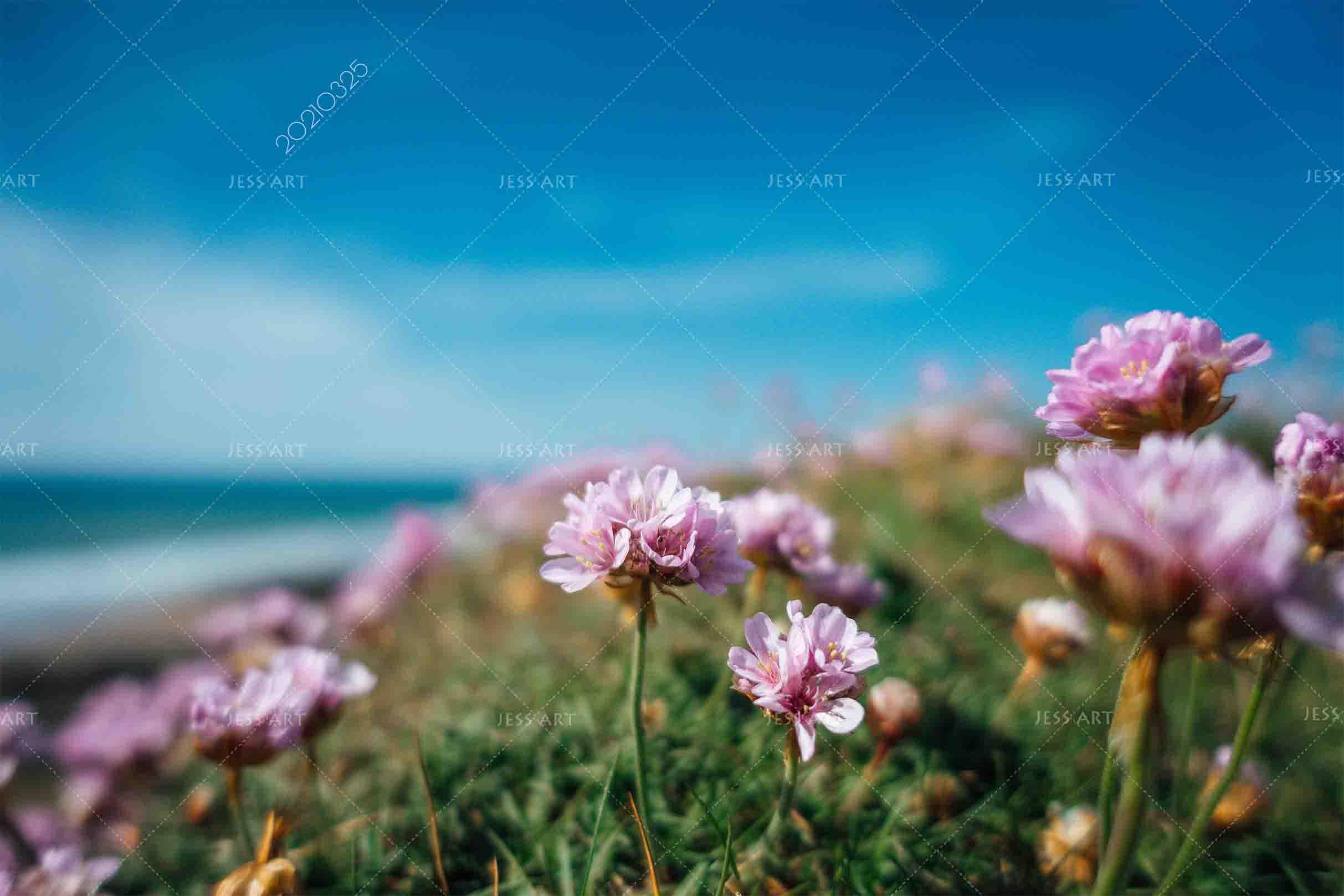 3D Sky Pink Floral Wall Mural Wallpaper LQH 250- Jess Art Decoration