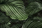 3D Calathea Orbifolia Natural Leaf Wall  Mural Wallpaper SWW725- Jess Art Decoration