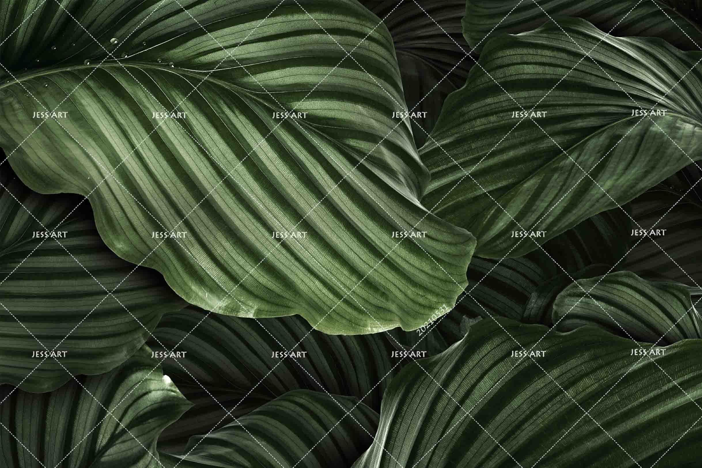 3D Calathea Orbifolia Natural Leaf Wall  Mural Wallpaper SWW725- Jess Art Decoration