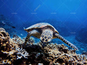 3D Sea World Coral Turtle Wall Mural Wallpaper SWW1656- Jess Art Decoration