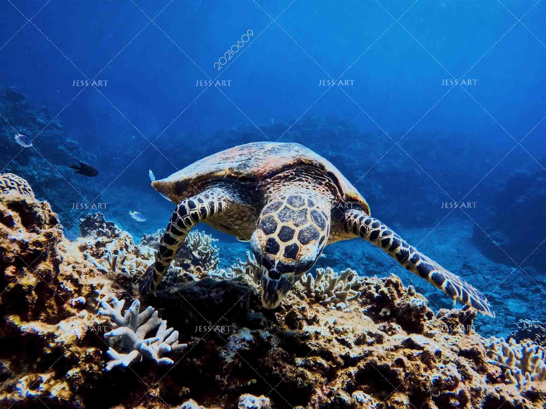 3D Sea World Coral Turtle Wall Mural Wallpaper SWW1656- Jess Art Decoration
