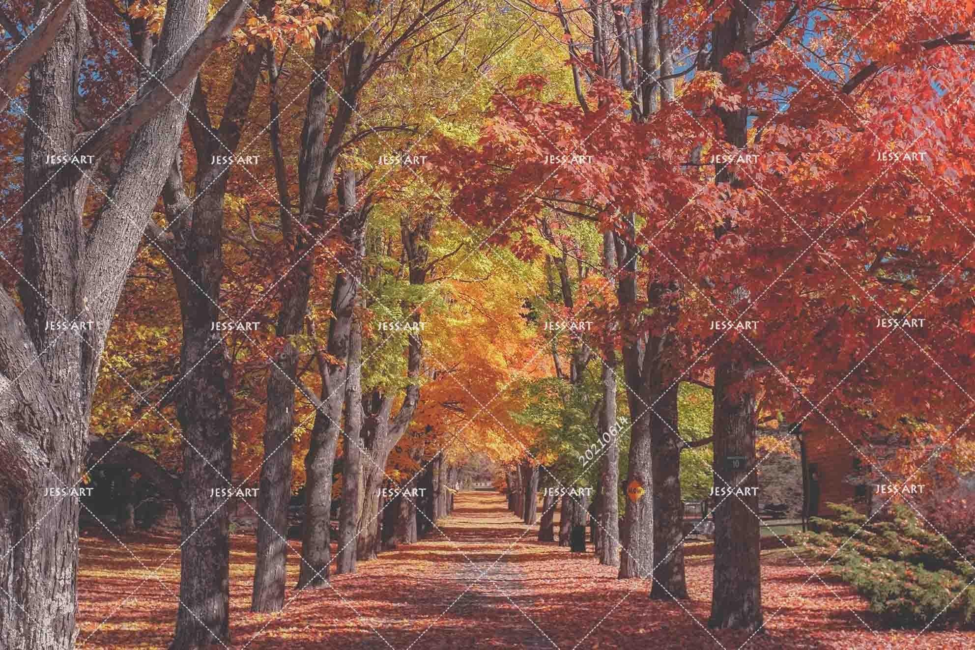 3D Red Maple Woods Rural Park Wall Mural Wallpaper SWW2335- Jess Art Decoration