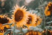 3D Sunflowers Wall Mural Wallpaper SF25- Jess Art Decoration