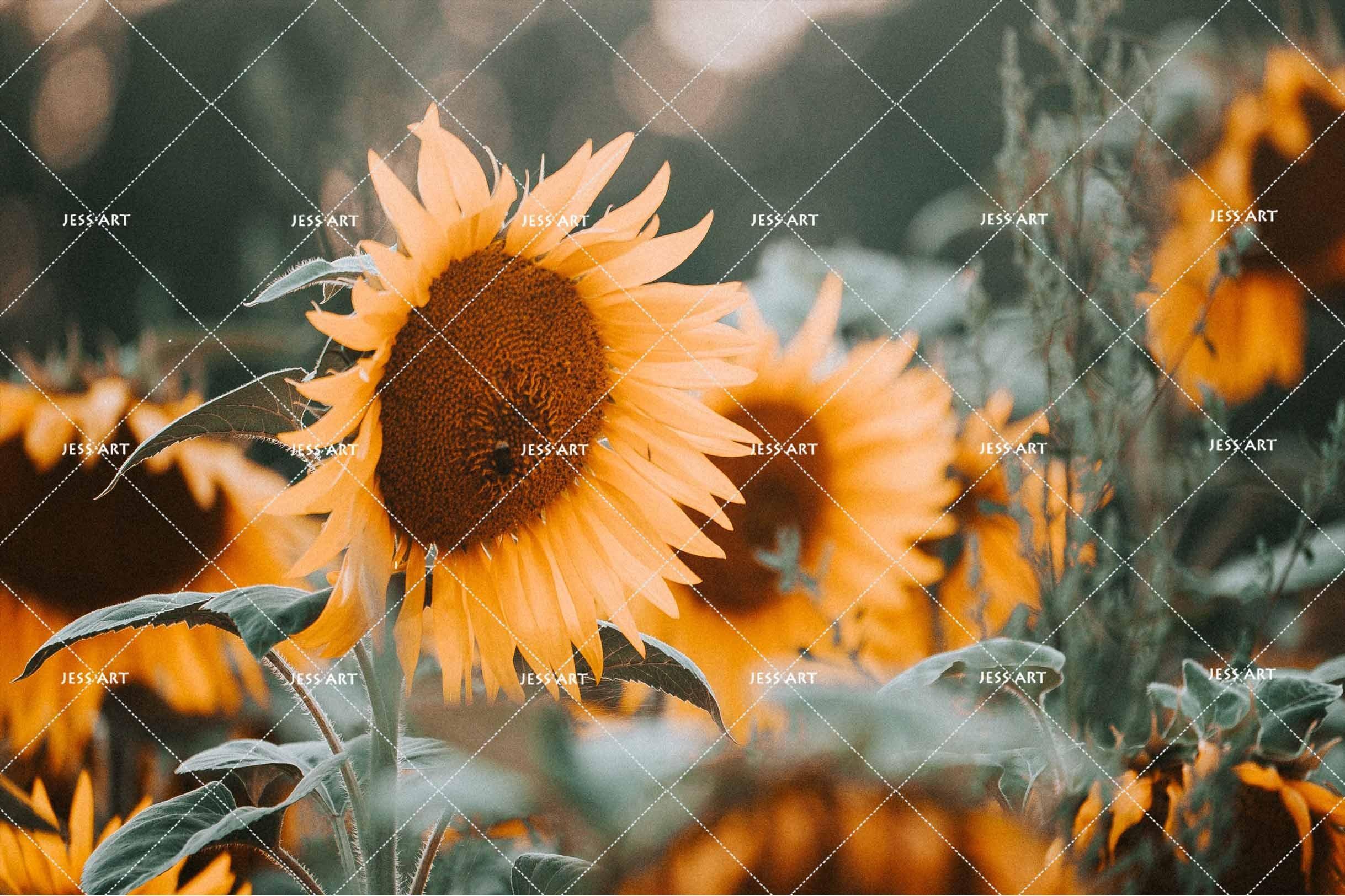 3D Sunflowers Wall Mural Wallpaper SF25- Jess Art Decoration
