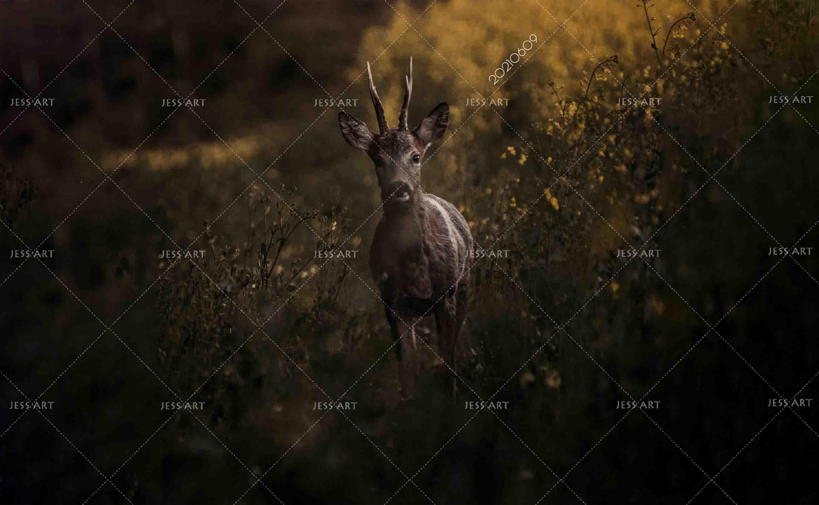 3D Africa Grassland Animal Antelope Dusk Wall Mural Wallpaper SWW1665- Jess Art Decoration
