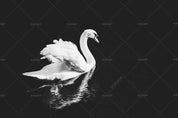 3D White Swan Black Background Wall Mural Wallpaper SWW1667- Jess Art Decoration