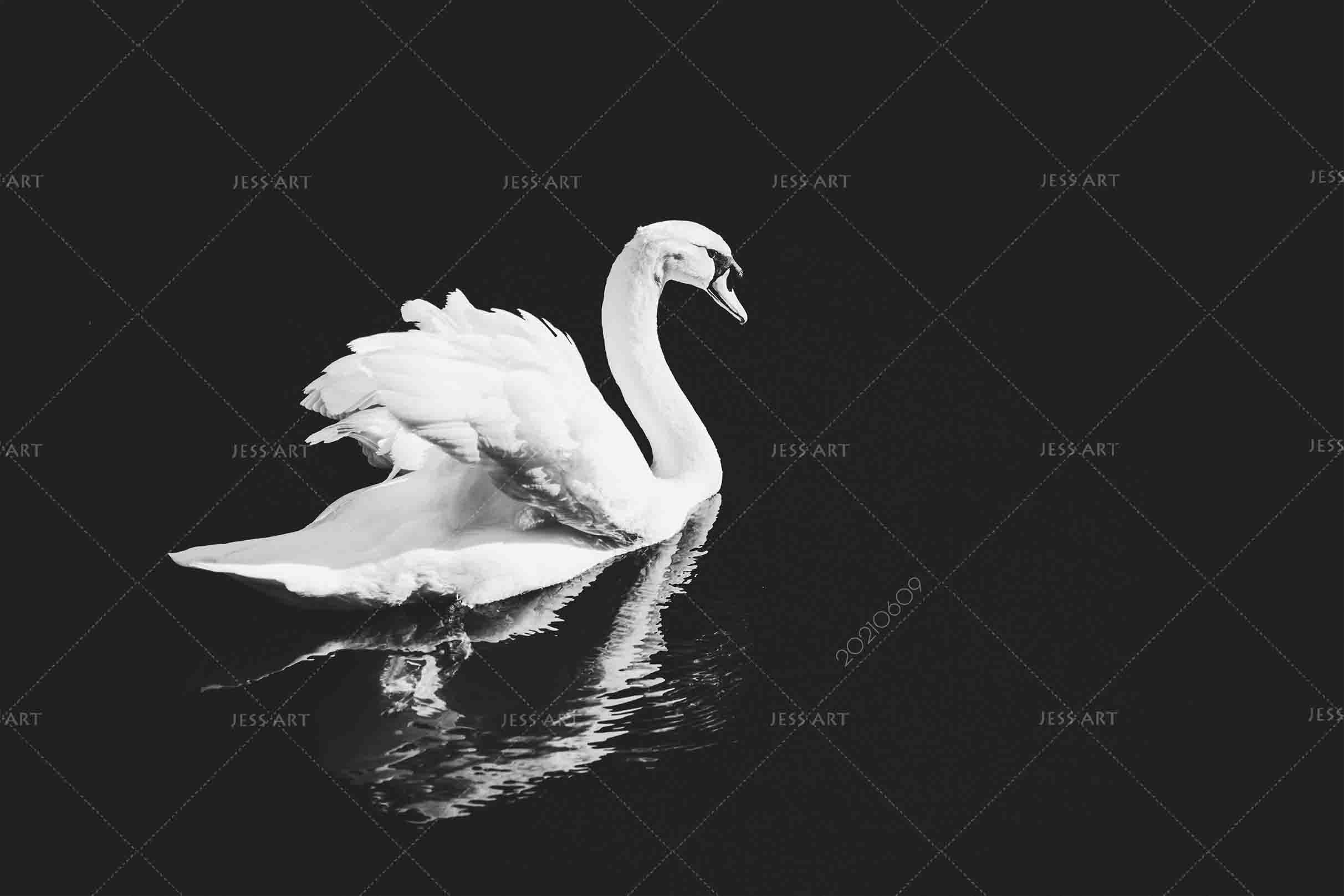 3D White Swan Black Background Wall Mural Wallpaper SWW1667- Jess Art Decoration