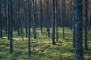 3D Green Forest Landscape Wall Mural Wallpaper LQH 662- Jess Art Decoration