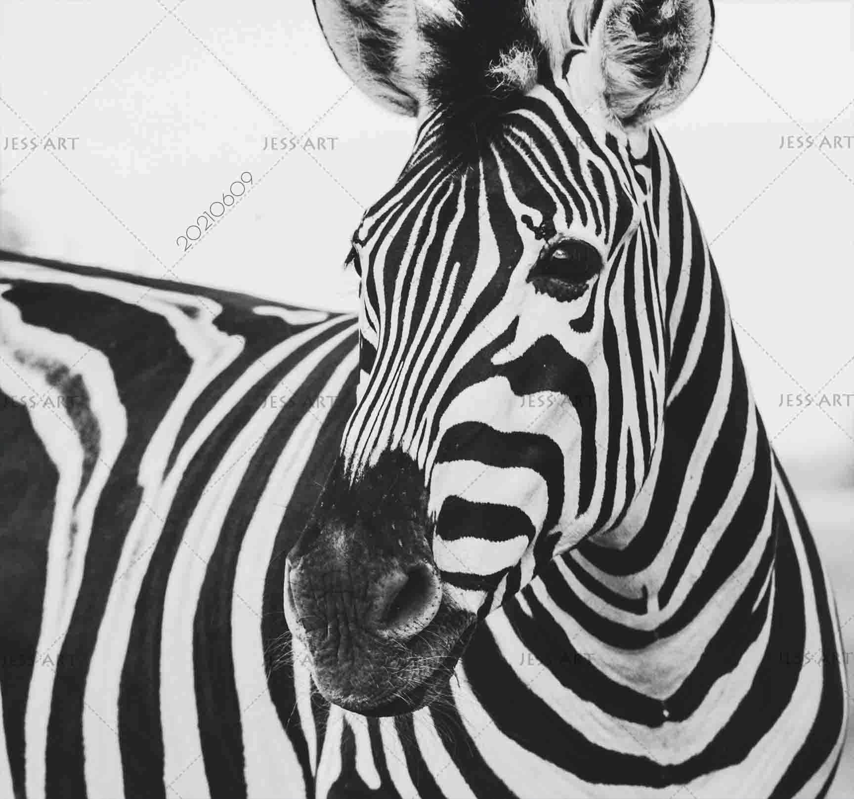 3D  Africa Animal Zebra Wall Mural Wallpaper SWW1670- Jess Art Decoration