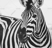 3D  Africa Animal Zebra Wall Mural Wallpaper SWW1670- Jess Art Decoration