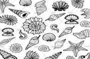 3D Hand Drawn Shells Collection Wall Mural Wallpaper WJ 3114- Jess Art Decoration