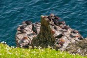 3D Sea Rock Seabirds Wall Mural Wallpaper SWW1676- Jess Art Decoration