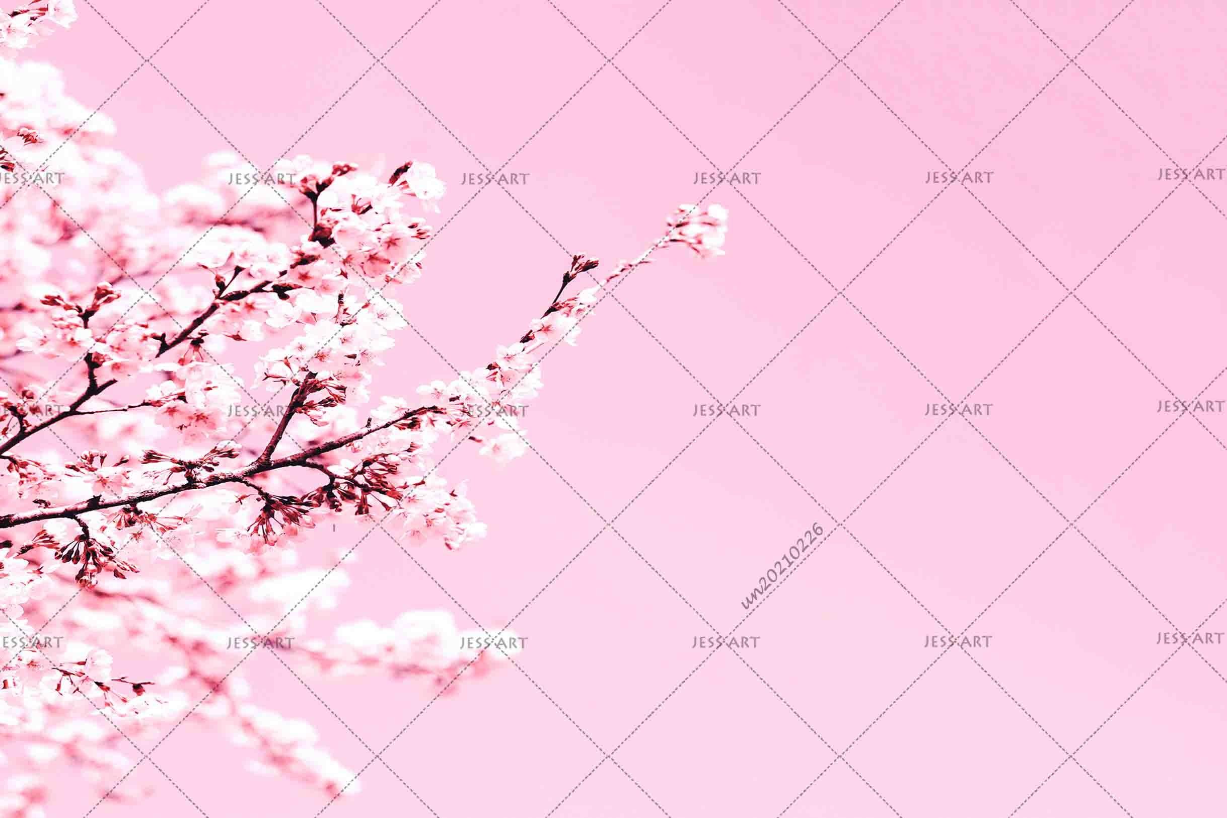 3D Pink Sakura Floral Wall Mural Wallpaper LQH 51- Jess Art Decoration