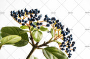 3D Blueberry Branch Wall Mural Wallpaper SF54- Jess Art Decoration