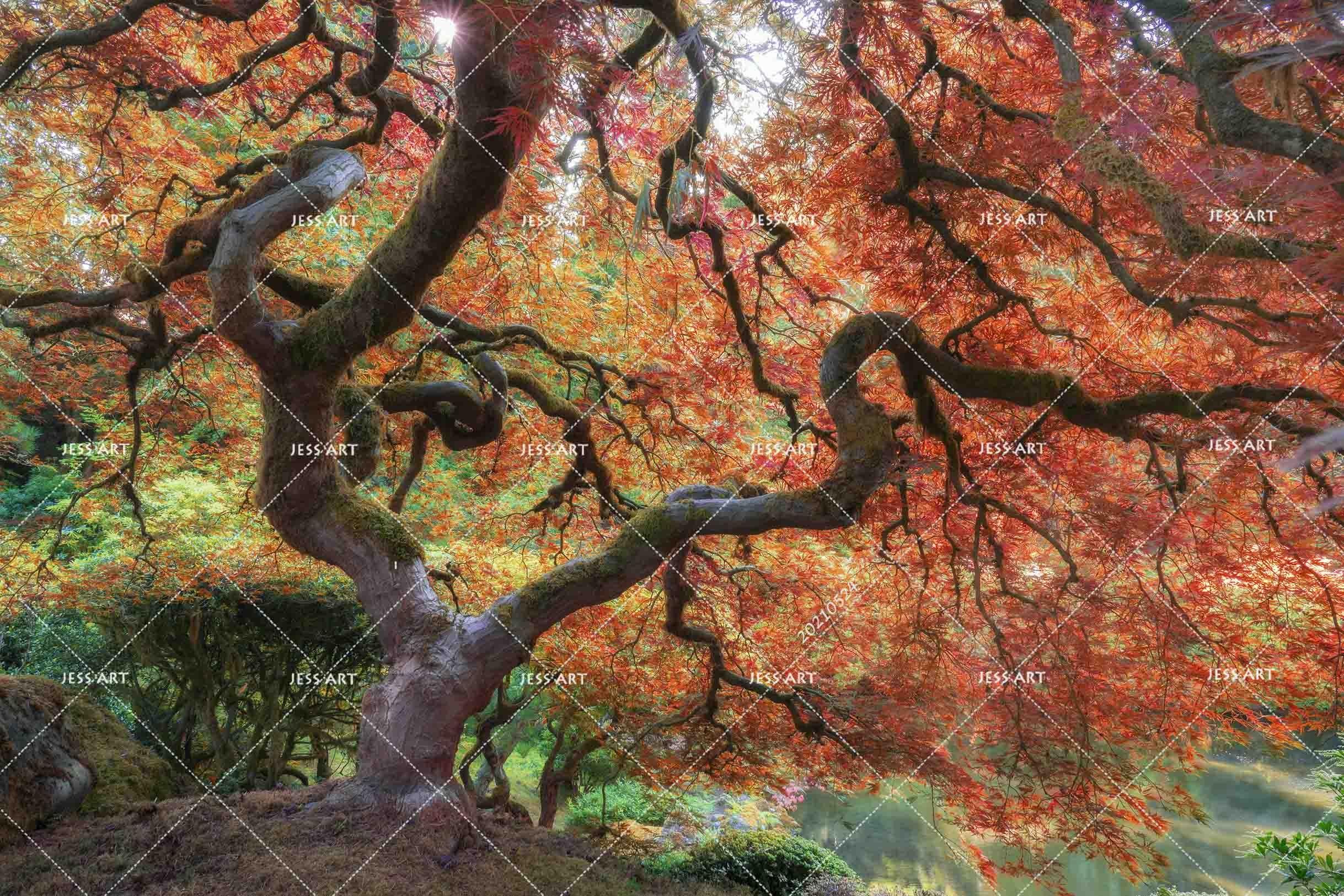 3D Big Red Maple Wall Mural Wallpaper SWW176- Jess Art Decoration