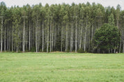 3D Green Forest Landscape Wall Mural Wallpaper LQH 686- Jess Art Decoration
