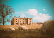 3D Rural Pastoral Grassland House Sky Cloud Sheep  Wall Mural Wallpaper SWW1689- Jess Art Decoration
