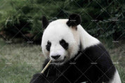 3D Cute Animal Panda Wall Mural Wallpaper LQH 78- Jess Art Decoration