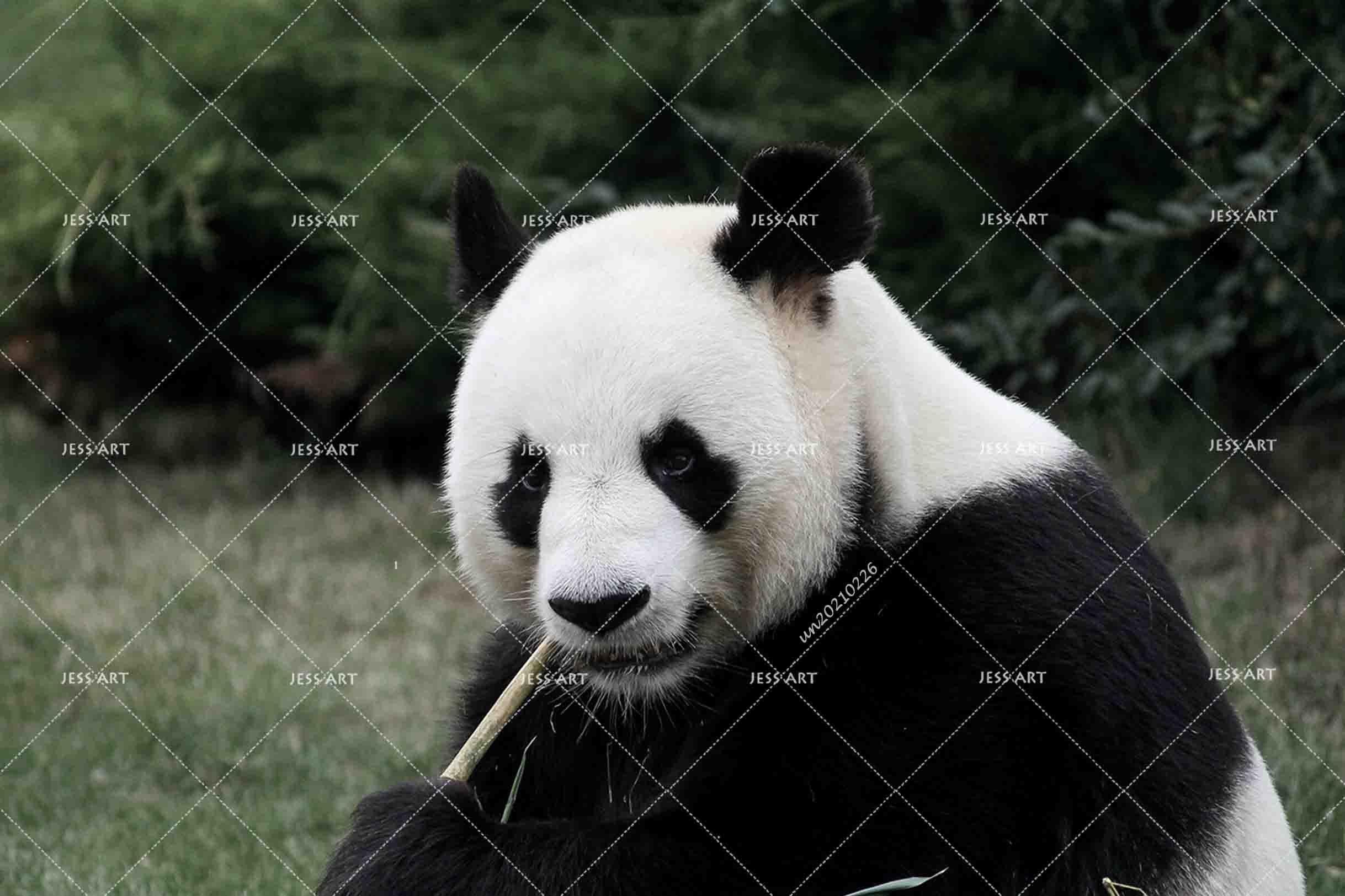 3D Cute Animal Panda Wall Mural Wallpaper LQH 78- Jess Art Decoration