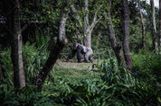3D Forest  Chimpanzee Wall Mural Wallpaper SWW1704- Jess Art Decoration