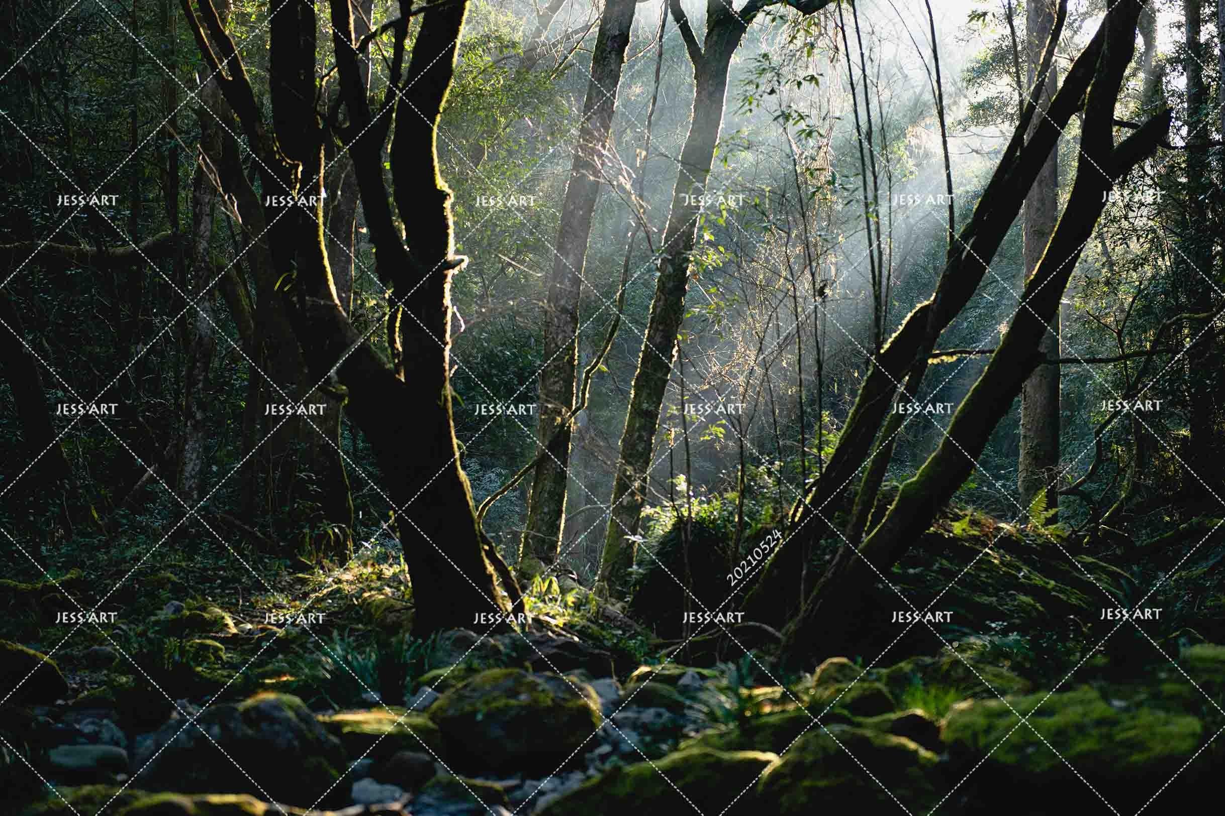 3D Forest Scenery Tree Trunk Sunlight Wall Mural Wallpaper SWW222- Jess Art Decoration