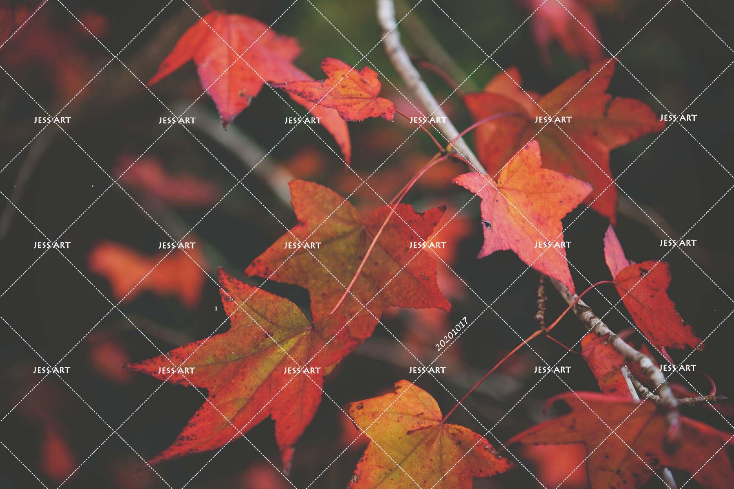 3D Landscape Leaves Maple Leaf Wall Mural Wallpaper WJ 6254- Jess Art Decoration