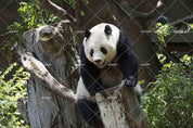 3D Wild Animal Panda Wall Mural Wallpaper LQH 209- Jess Art Decoration