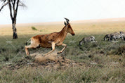 3D Grassland Animals Wall Mural Wallpaper 146- Jess Art Decoration