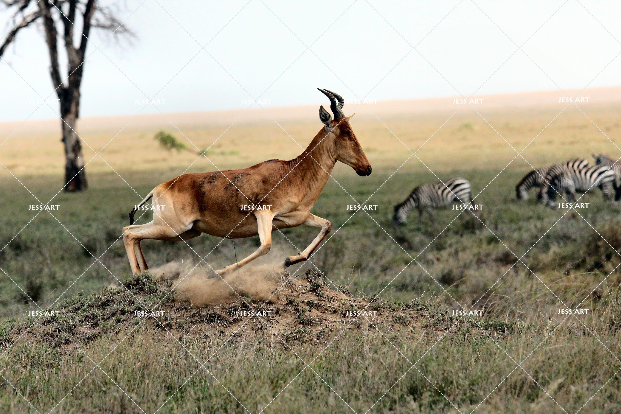 3D Grassland Animals Wall Mural Wallpaper 146- Jess Art Decoration