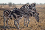 3D Wild Animal Zebra Wall Mural Wallpaper LQH 15- Jess Art Decoration