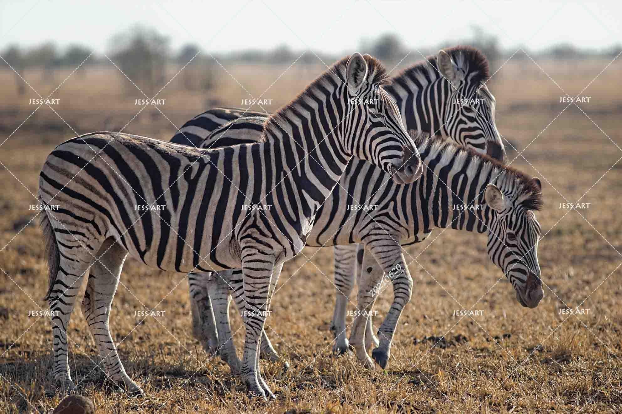3D Wild Animal Zebra Wall Mural Wallpaper LQH 15- Jess Art Decoration