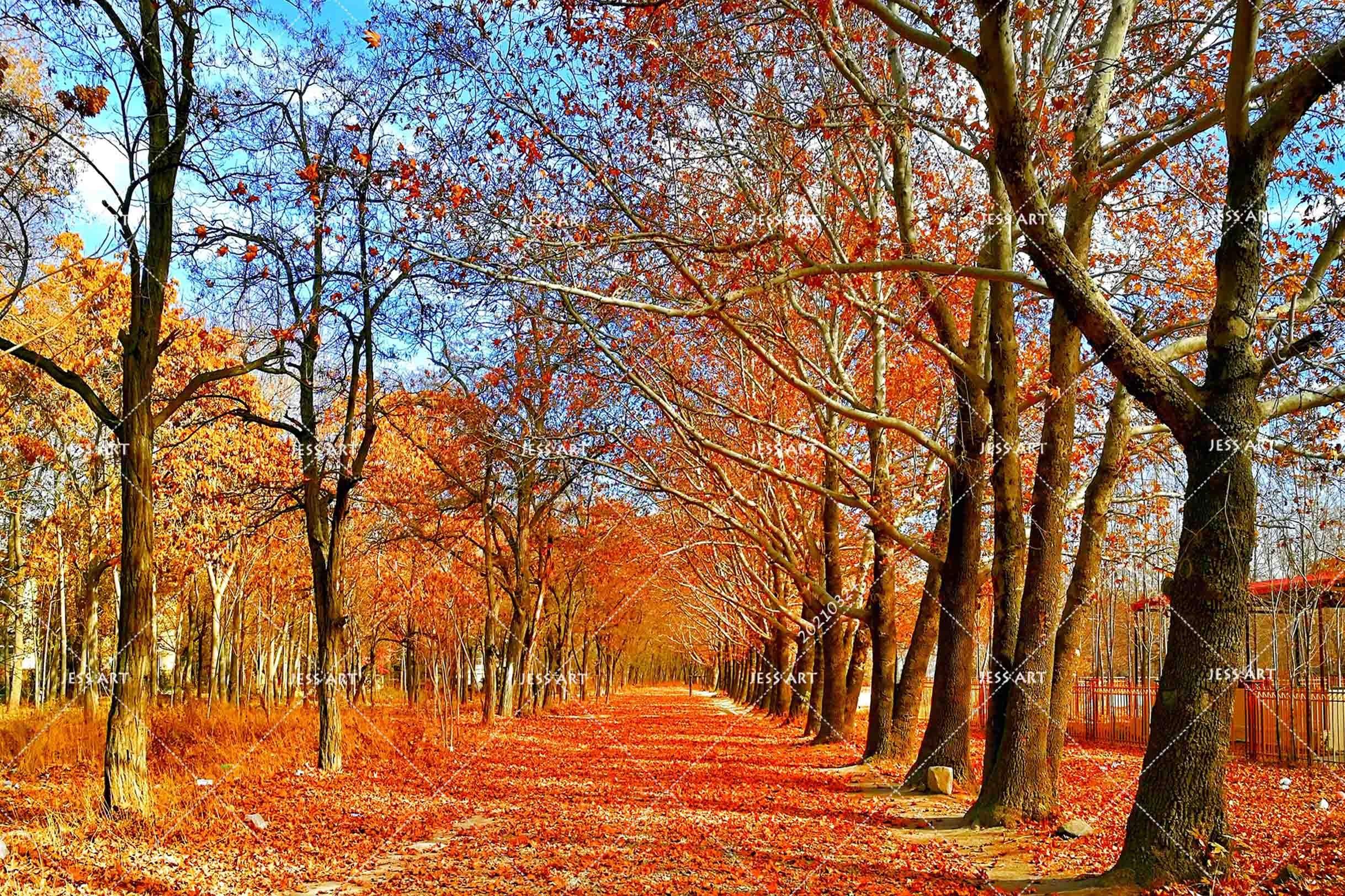 3D Autumn Forest Nature Landscape Wall Mural Wallpaper LQH 351- Jess Art Decoration