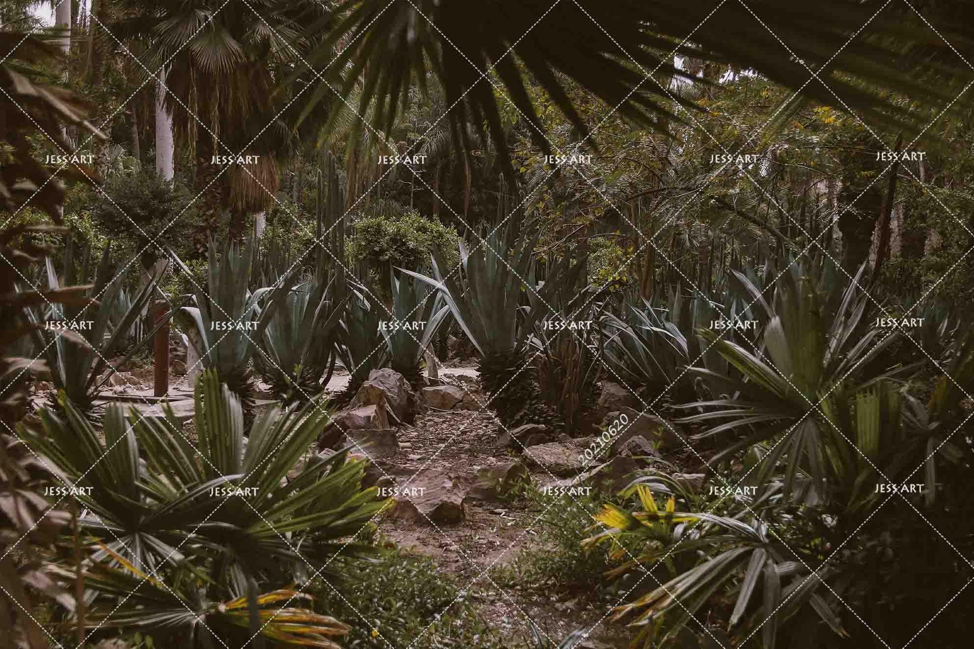 3D Tropical Jungle Scenery Wall Mural Wallpaper LQH 29- Jess Art Decoration