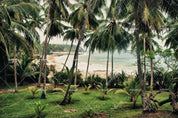 3D Tropical Beach Coconut Tree Wall Mural Wallpaper LQH 36- Jess Art Decoration