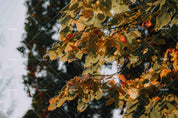 3D Autumn Yellow Leaf Photo Background Wall Mural Wallpaper SWW849- Jess Art Decoration