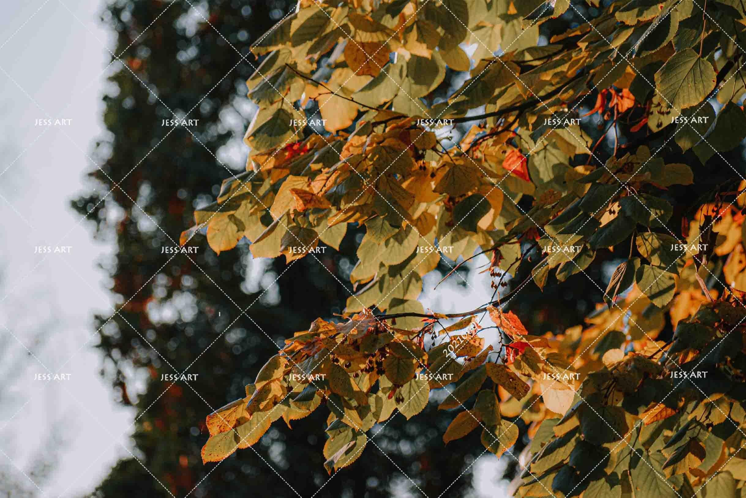 3D Autumn Yellow Leaf Photo Background Wall Mural Wallpaper SWW849- Jess Art Decoration