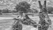 3D Grassland Giraffe Grey Wall Mural Wallpaper SWW1727- Jess Art Decoration