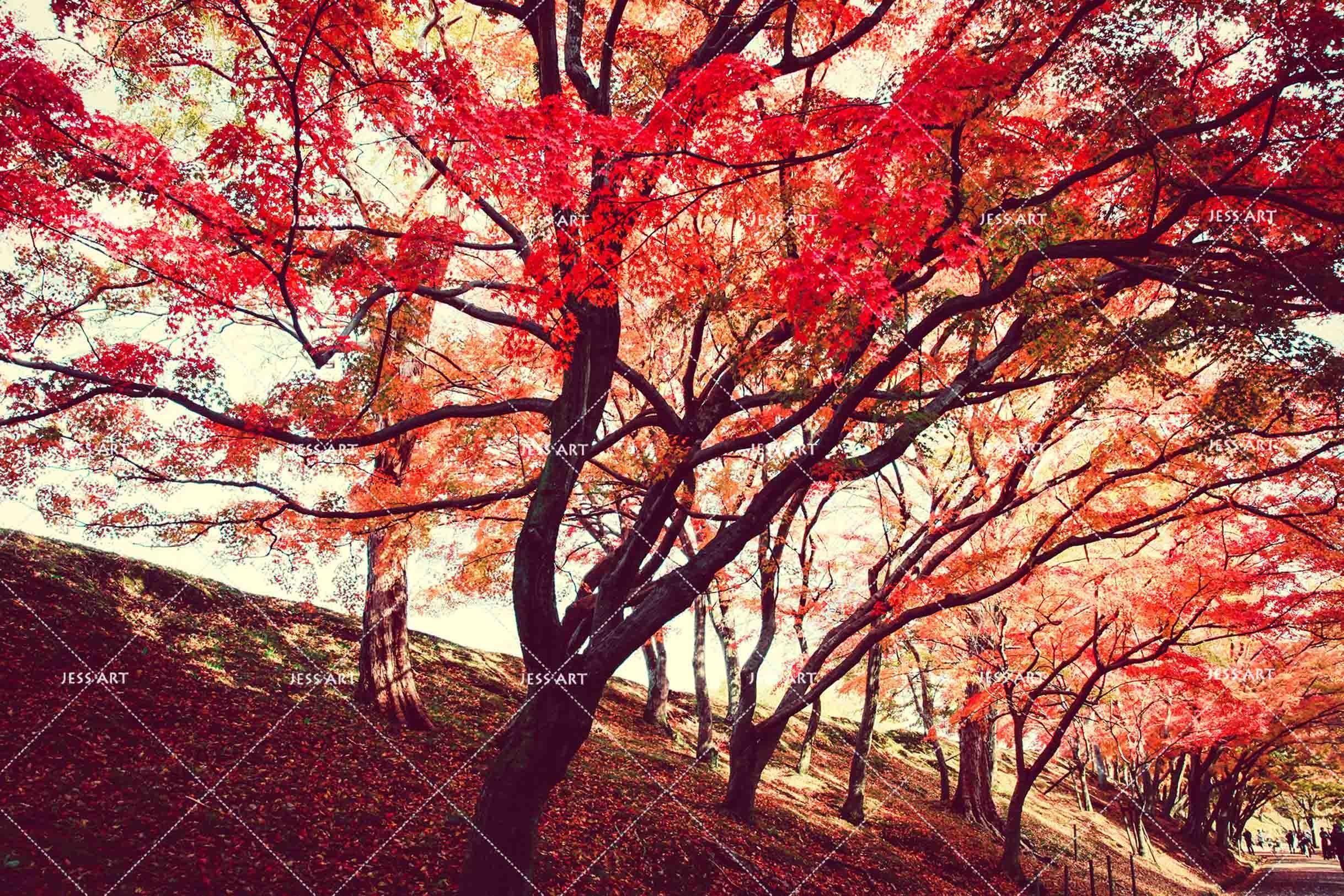 3D Autumn Forest Maple Leaf Wall Mural Wallpaper LQH 37- Jess Art Decoration