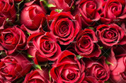 3D Red Rose Floral Wall Mural Wallpaper LQH 51- Jess Art Decoration