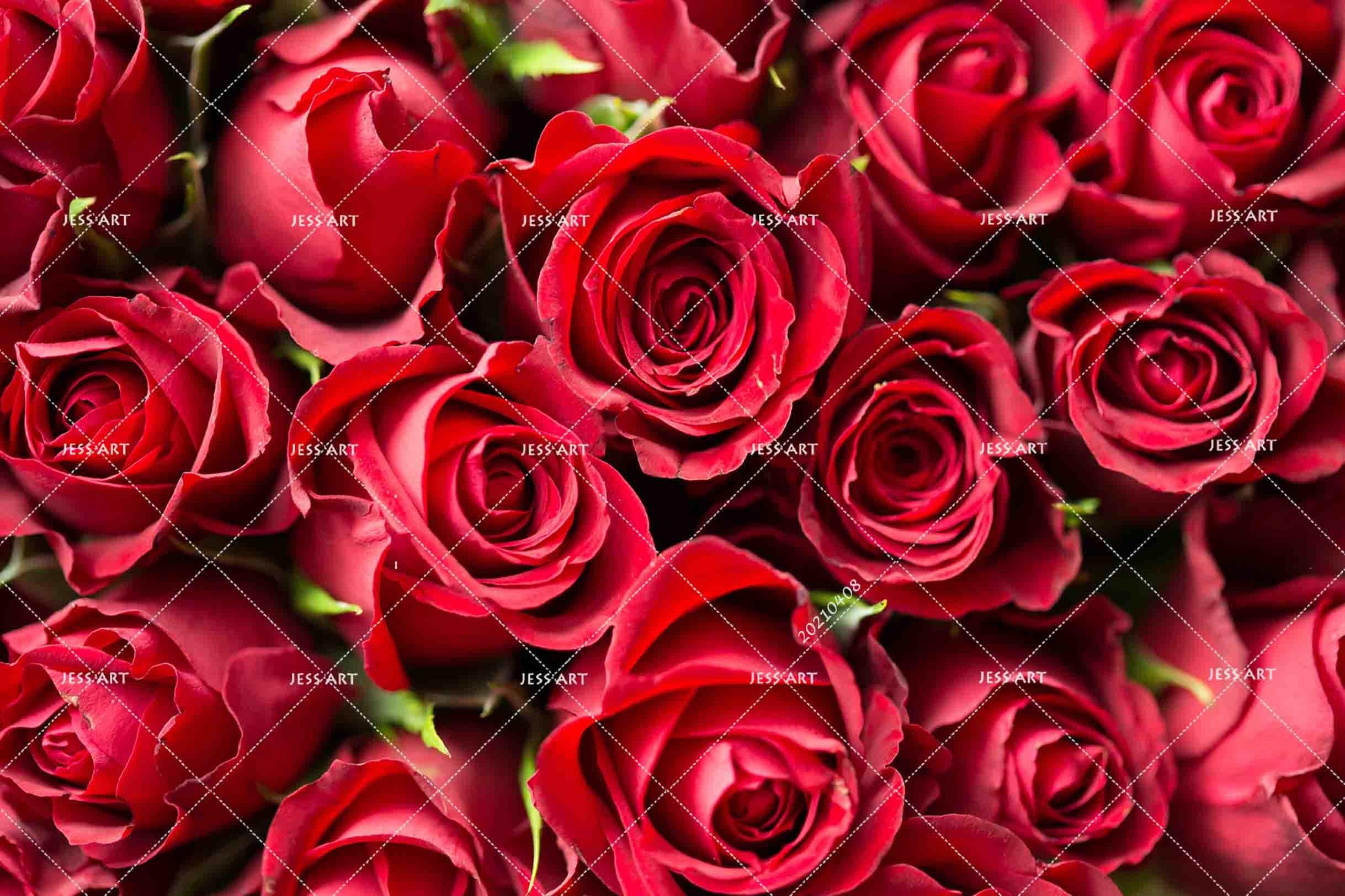 3D Red Rose Floral Wall Mural Wallpaper LQH 51- Jess Art Decoration