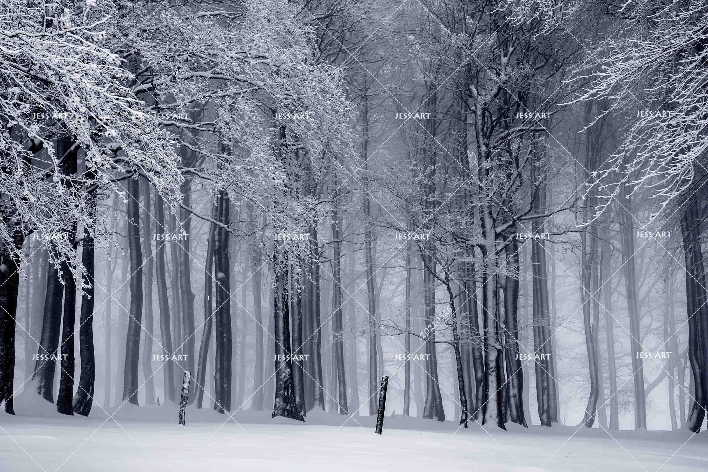 3D Winter Snow Tree Forest Wall Mural Wallpaper SWW392- Jess Art Decoration