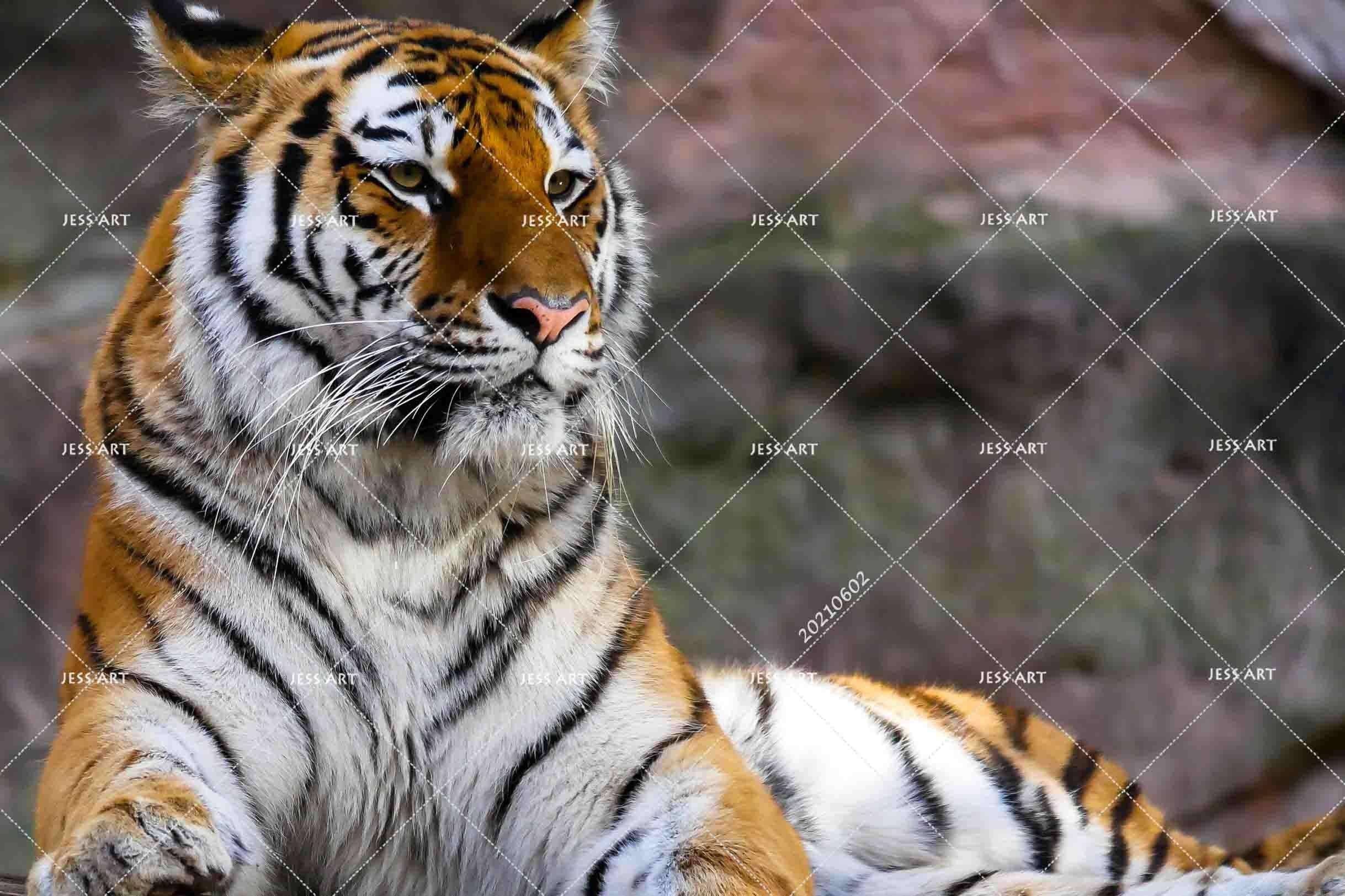 3D  Animal Tiger Rock  Wall Mural Wallpaper SWW955- Jess Art Decoration