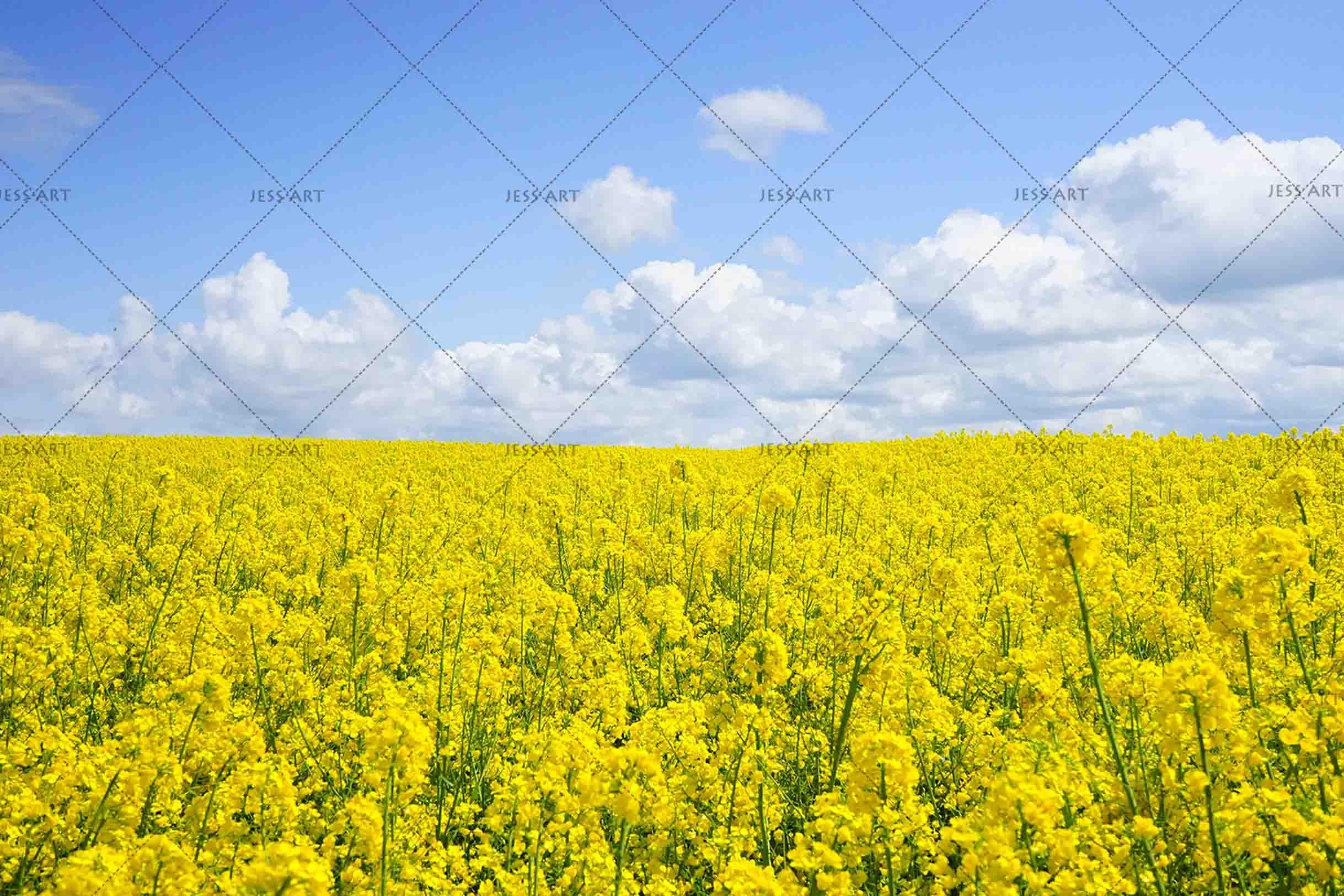 3D Sky Cloud Rape Flower Wall Mural Wallpaper LQH 70- Jess Art Decoration
