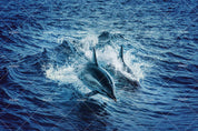 3D  Sea  Dolphin Wall Mural Wallpaper SWW439- Jess Art Decoration