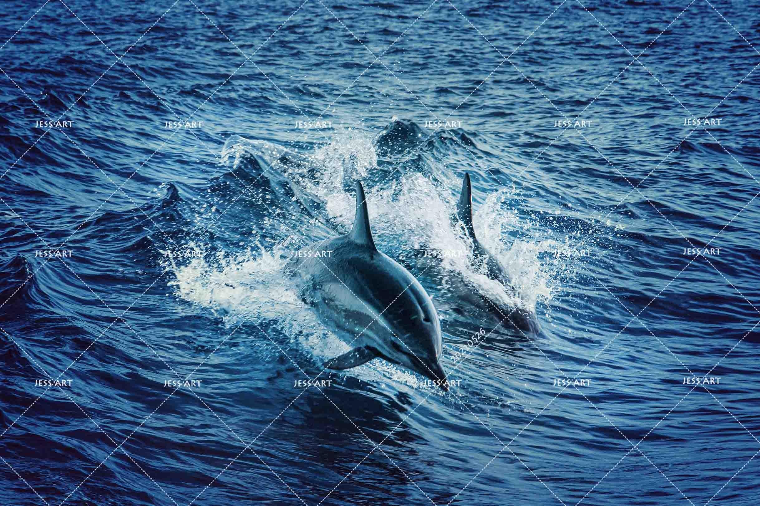 3D  Sea  Dolphin Wall Mural Wallpaper SWW439- Jess Art Decoration