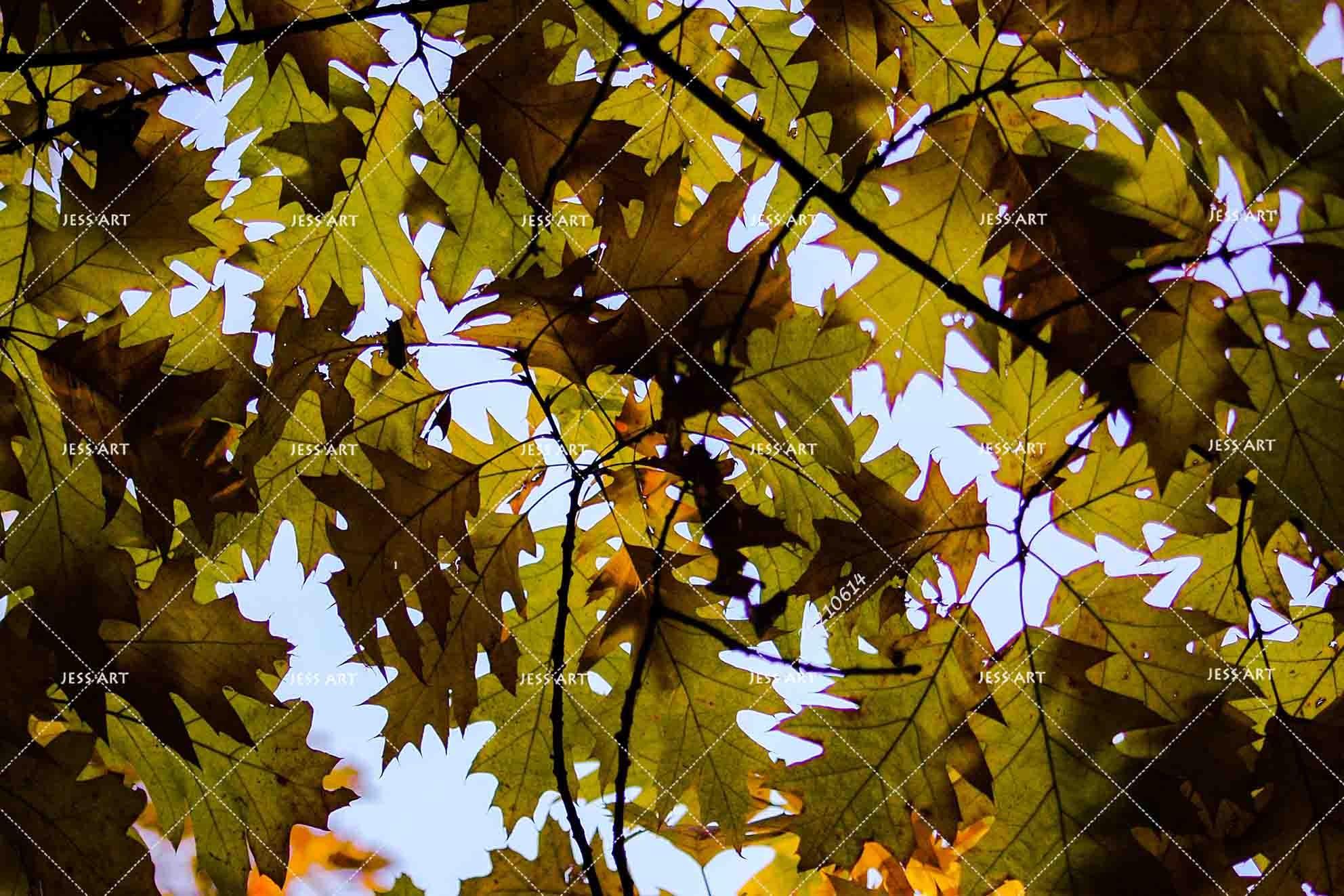 3D Maple Leaf Background Wall Mural Wallpaper SWW2402- Jess Art Decoration