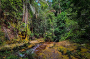 3D Nature Forests Scenery Stream Plant Wall Mural Wallpaper SWW239- Jess Art Decoration