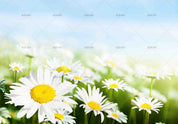 3D Beautiful White Flowers Daisy Wall Mural Wallpaper ZY D4- Jess Art Decoration